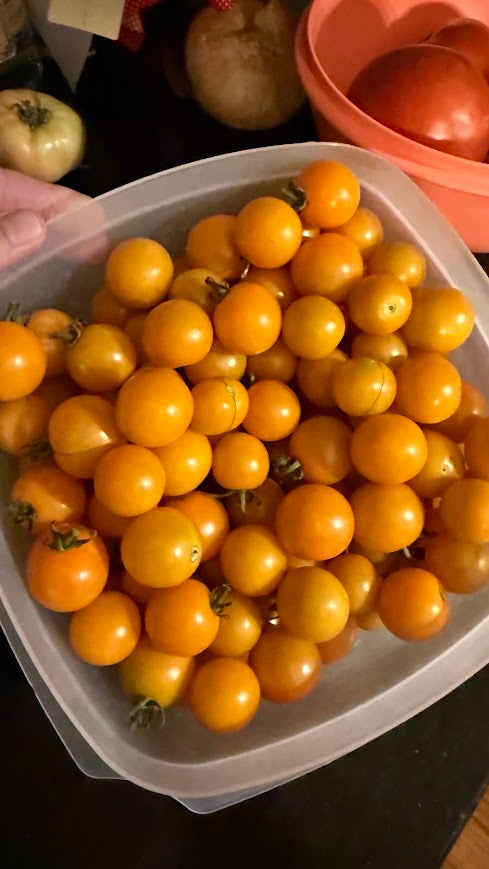 Cherry Tomatoes (Yellow)
