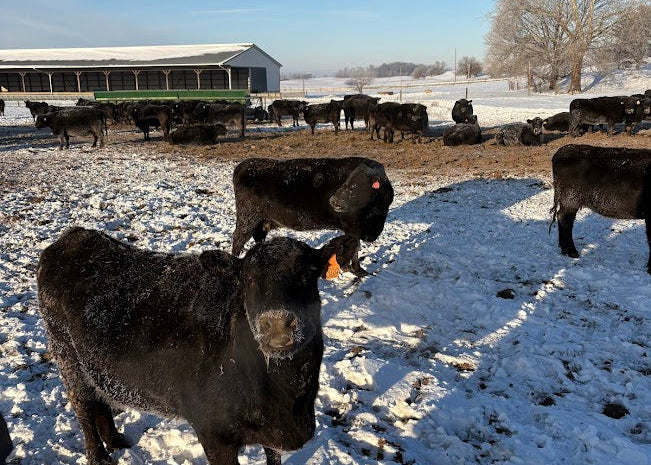 Cows in a snowy field with a building and clear sky in the background